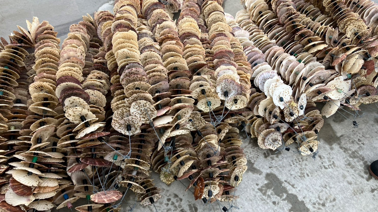 種苗生産
